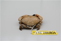 藏品(近親皺蟹)的圖片